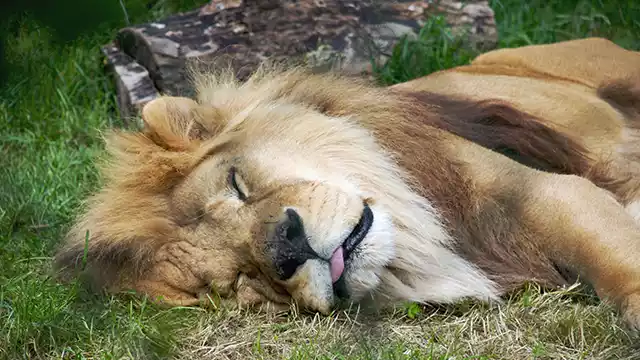 Dublin Zoo Leeuw