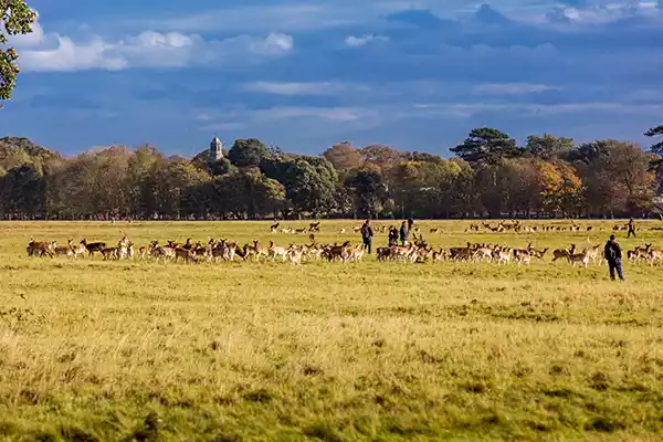 Phoenix Park